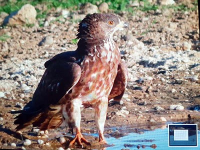 A new bird for @SANParksKTP 
European Honey Buzzards are rare summer migrants to parts of RSA, but never recorded in Kgalagadi until John Adamson photoed this one @ Kwang on Tuesday.  They're usually migrating back to Europe to breed this time of year, so taking the scenic route!