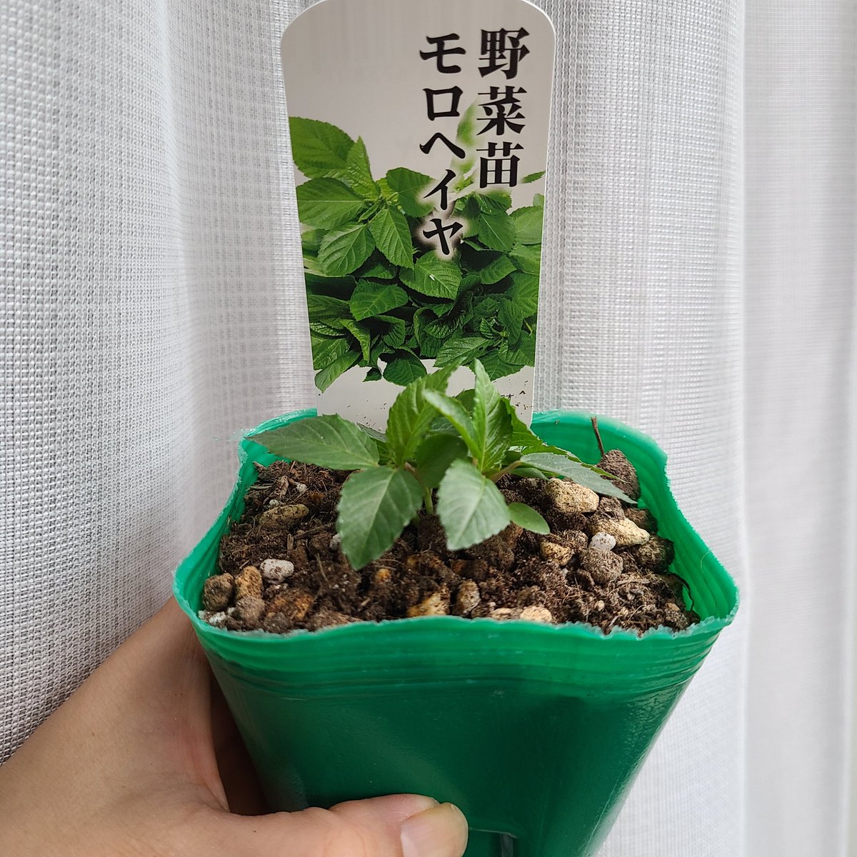 SaeCue's tweet photo. #モロヘイヤ また育てるよ🌱
ネバネバ野菜🌿
今年は防虫ネットやめます…
沢山日光に当てて大きくしたいので❗
#jewsmallow #naltajute #mulukhiyah #綿半 https://t.co/7SqNAqjpYM