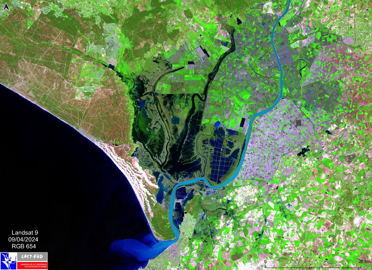🌧️ Las últimas lluvias han permitido que #Doñana muestre marismas inundadas y vegetación abundante. ⬇️ Pero no es oro todo lo que reluce. Las lluvias han llegado tarde y el agua se evapora con rapidez por las altas temperaturas. Sigue 👇 📷 R.Fernández Zamudio #ICTSNews