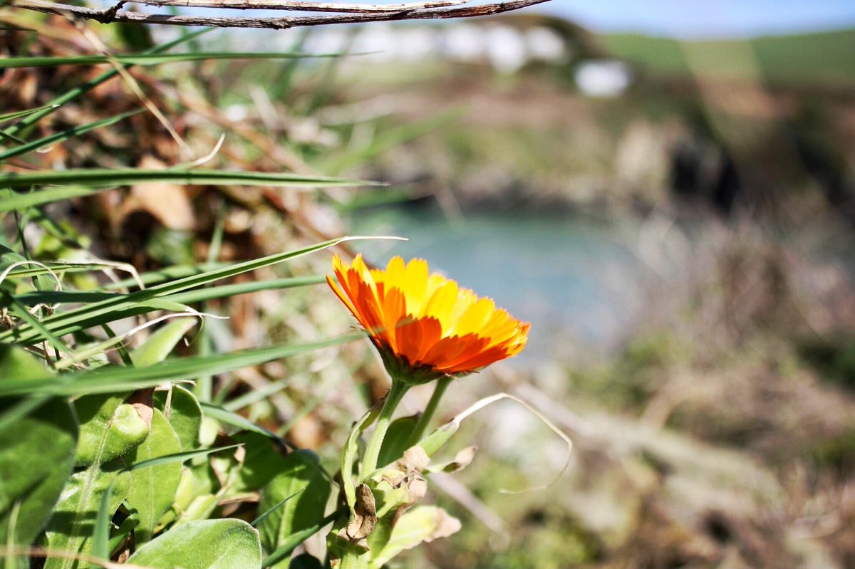 Saturday #marigold #marigolds #flowers #flower #flowerphotography #flowerpower #robertscove #april #sunshine #sea #april #grass #cork #ireland #igscflowers #ponyfony_flowers #rainbow_petals #myheartinshots @corkbeo @pure_cork @yaycork @CorkDaily @LovingCork @CravingCork