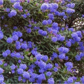 Not for me in south-east England, I fear, and not for me the extraordinary lushness and exuberance of vegetation in this tender climate, but I did observe one unfamiliar ceanothus which would probably in a sheltered corner prove as hardy as the rest of the family— #gardening