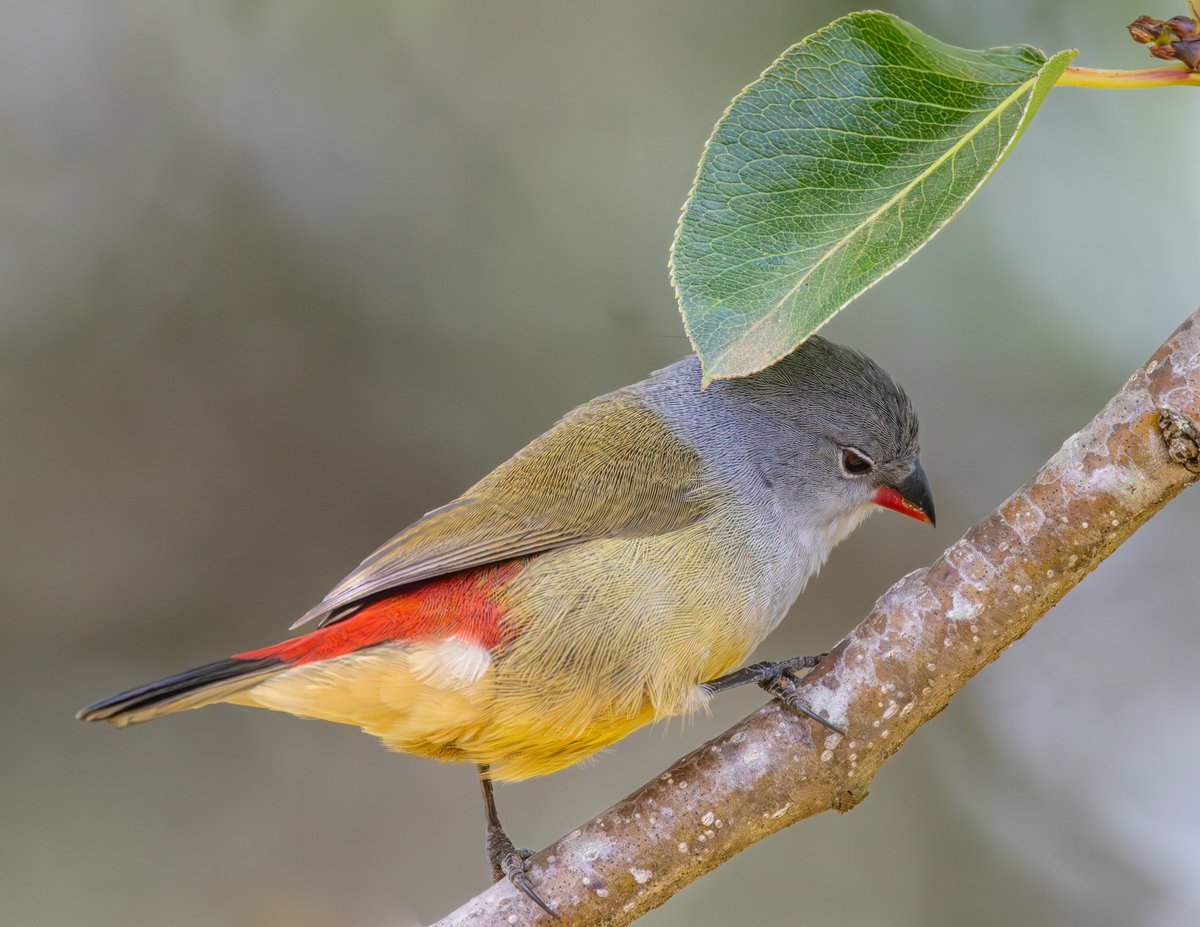 Orange-breasted waxbill #nature #wildlife #birds #BirdPhotography #NaturePhotography #WildlifeFacts #BirdsSeenIn2024 #BirdsOfTwitter #TwitterNaturePhotography #africanwildlifephotography #wildlifephotography #birdwatching