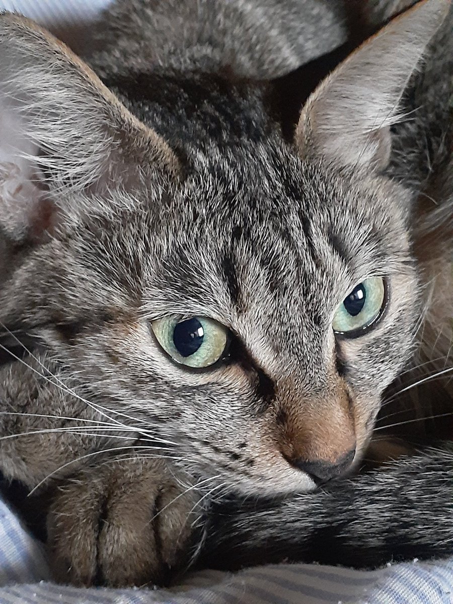 kocchan_2019722's tweet photo. 皆様こんばんは˖.˖⋆˖.✩.˖⋆*

小梅ん家方面も今日は暑かったよぉー🔆 ̨ ̨ ₍⌯́⌓⌯̀ ₎💧

明日からGWに入る方もそうでない方も､外出時には紫外線対策☀忘れずに(๑•̀ω•́ฅ✧
水分補給は室内でもね🚰

それでは👋🏻楽しい金曜の夜をお過ごし下さい😌
少し早めの…(*´꒳`ฅ ɢᵒᵒᵈ ɴⁱᵍʰᵗ ꙳.❍*⋆˚ https://t.co/8nZUEiU1AI