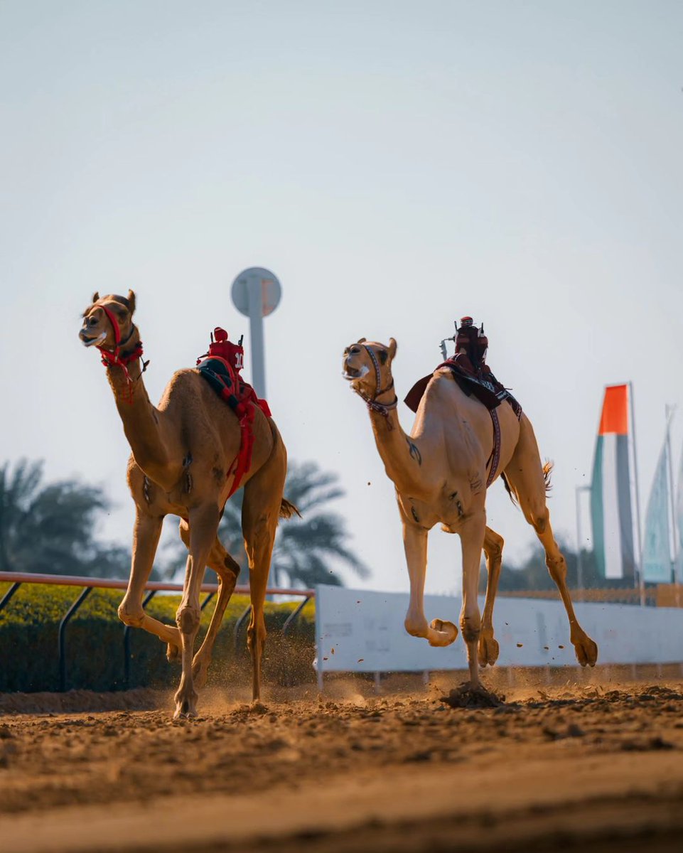 Leaving the office on Friday… 🐪 #DYK: You can watch camels compete at one of the Middle East’s top spots venues, Dubai Camel Race Track at Al Marmoom. 📸 IG/photogrambyvsr #VisitDubai