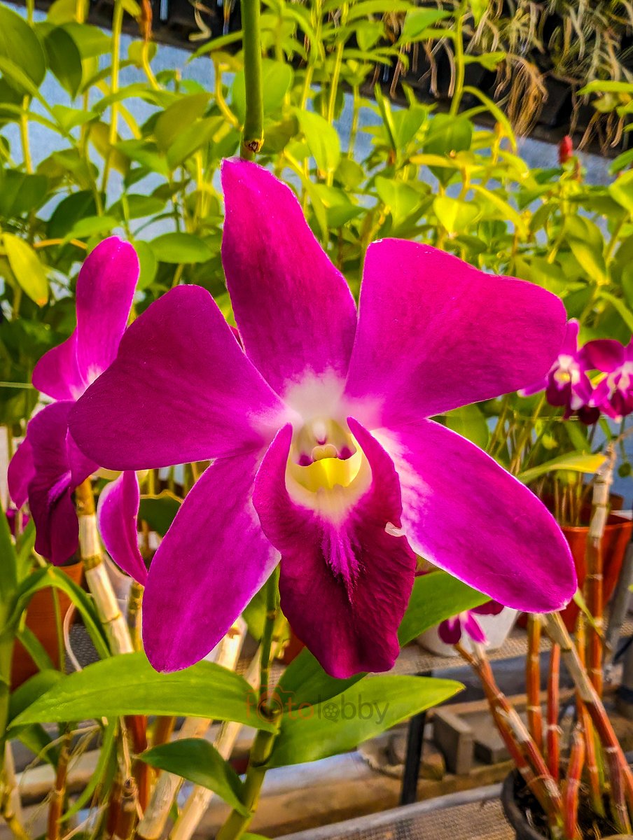 “Blossoming into the week with vibrant vibes! 🌺✨”
#OrchidLove #FlowerPower #NatureBeauty #Blooms #GardenLife #valleyofflowers #CaptureTheMoment #viralimages #SonyAlphaIn #fotolobby 
 #statueofunity #ektanagar #gujrat #kevadia #gujarattourism #sea #beach #dwarka