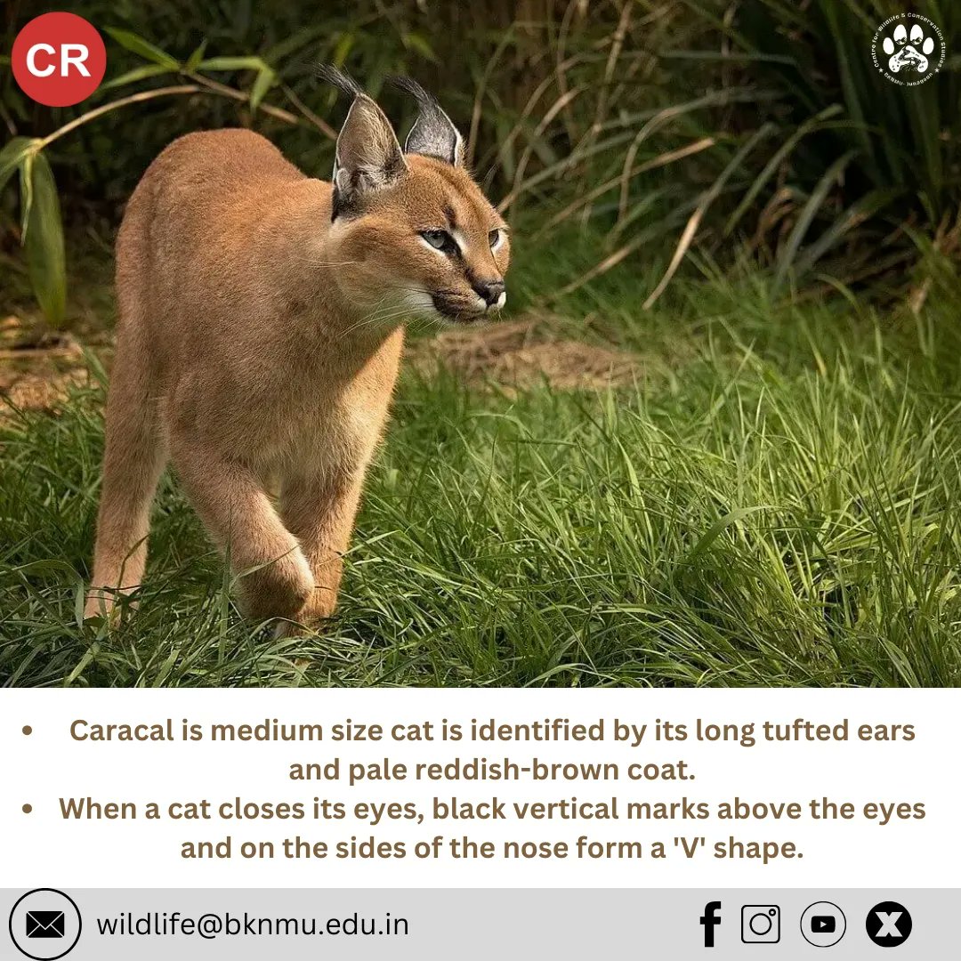 A study estimated 50 caracals are left in the small clusters in the states of Rajasthan and Gujarat 
#1st #species #knowtheunknown 
#criticallyendangered #conservation