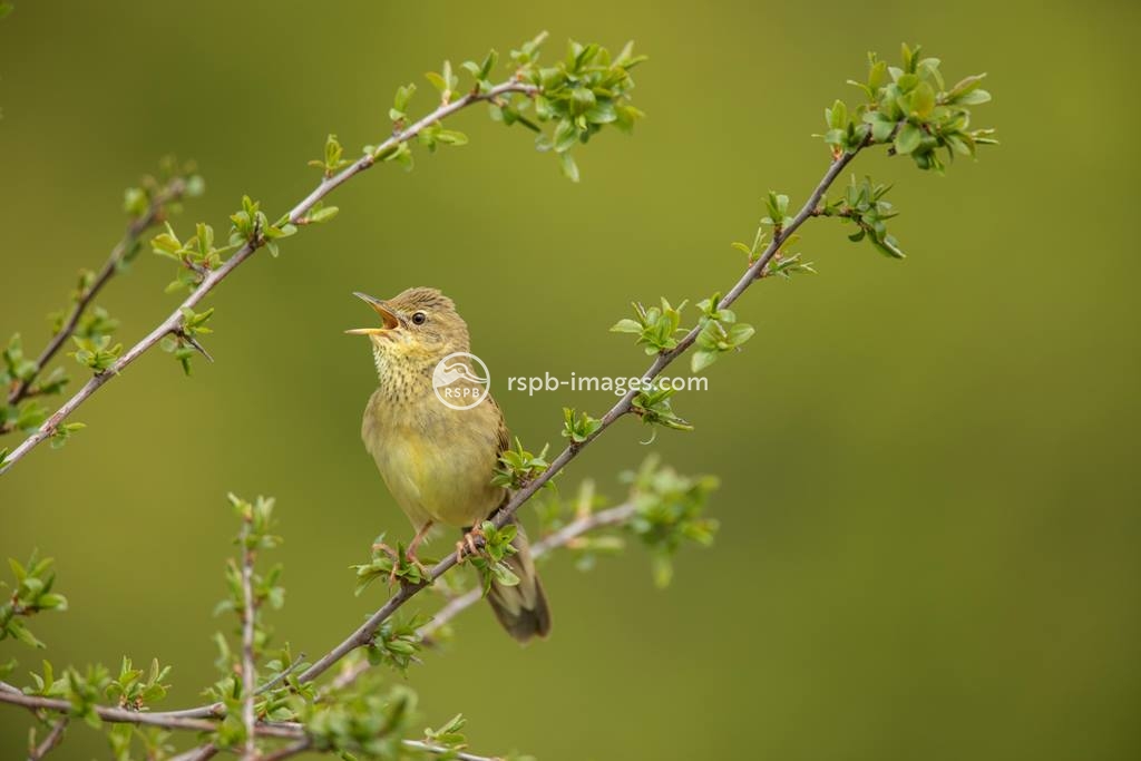 Keep your ears tuned, nature lovers! 🎶 #RSPBStAidans is alive with the sound of majestic warblers this spring- the first grasshopper warbler has been heard! Keep your eyes peeled for glimpses of our beautiful warbler species across the #AireValley! 📷|Ben Andrews (rspb images)