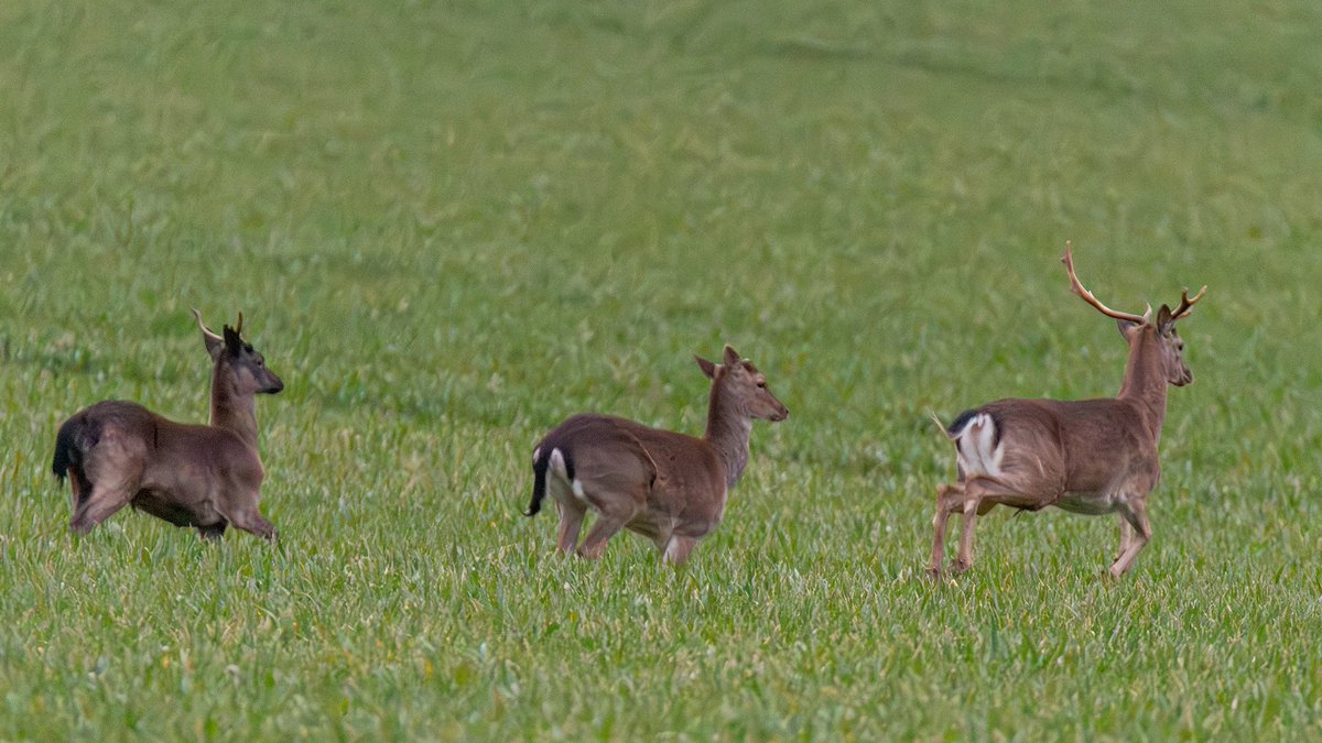 Spotted these deer in a field near Prescot when I was driving by.