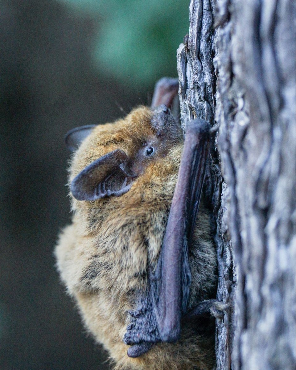 Today's forgotten mammal is the Common pipistrelle!

The common pipistrelle is our smallest and most common bat—small enough to fit in a matchbox and weighs no more than a 20p piece. But they are still capable of eating around 3,000 insects in a night. 

#CommonPipistrelle