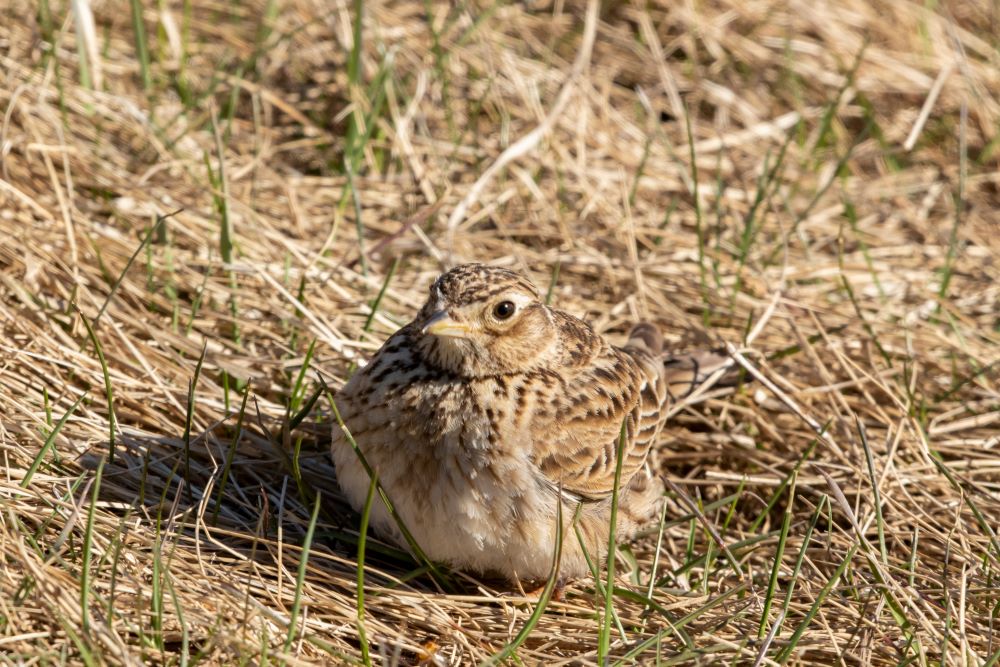 Spring is breeding season for ground nesting birds like Skylarks and Curlews 🐣 When walking your dog, please keep them on a short lead on open access land and stick to paths to help protect our native birdlife 🐦 📷 Kersti Lindström