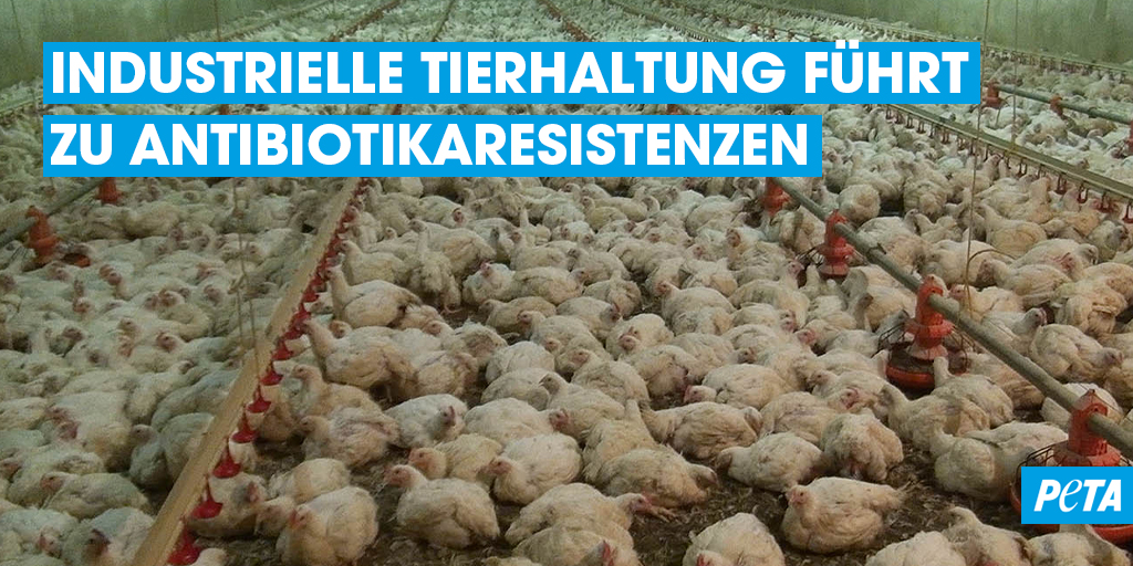 Der Einsatz von #Antibiotika in der landwirtschaftlichen #Tierhaltung hat gefährliche Folgen für Menschen und andere Tiere, zum Beispiel Antibiotikaresistenzen. Alle Infos: PETA.de/themen/antibio…