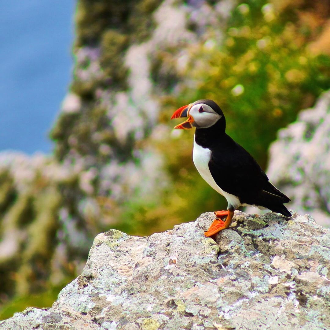 The Skellig Islands are home to a huge variety of birds, including the Atlantic puffin. The puffins return to the island every April and are instantly recognisable from their bright orange beaks, white underparts and black back. 📸 Instagram: jeffreycollins_photography