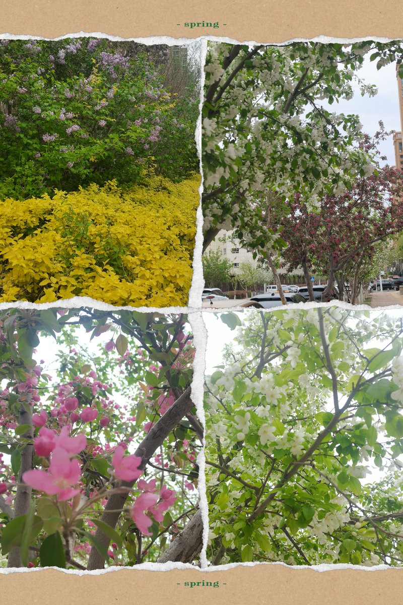 家门口的马路边有点好看，忽如一夜春风来，千树万树梨花开，感觉一夜之间路边的花都开了～乌鲁木齐的春天有点美丽，尤其是雨雪后～😊