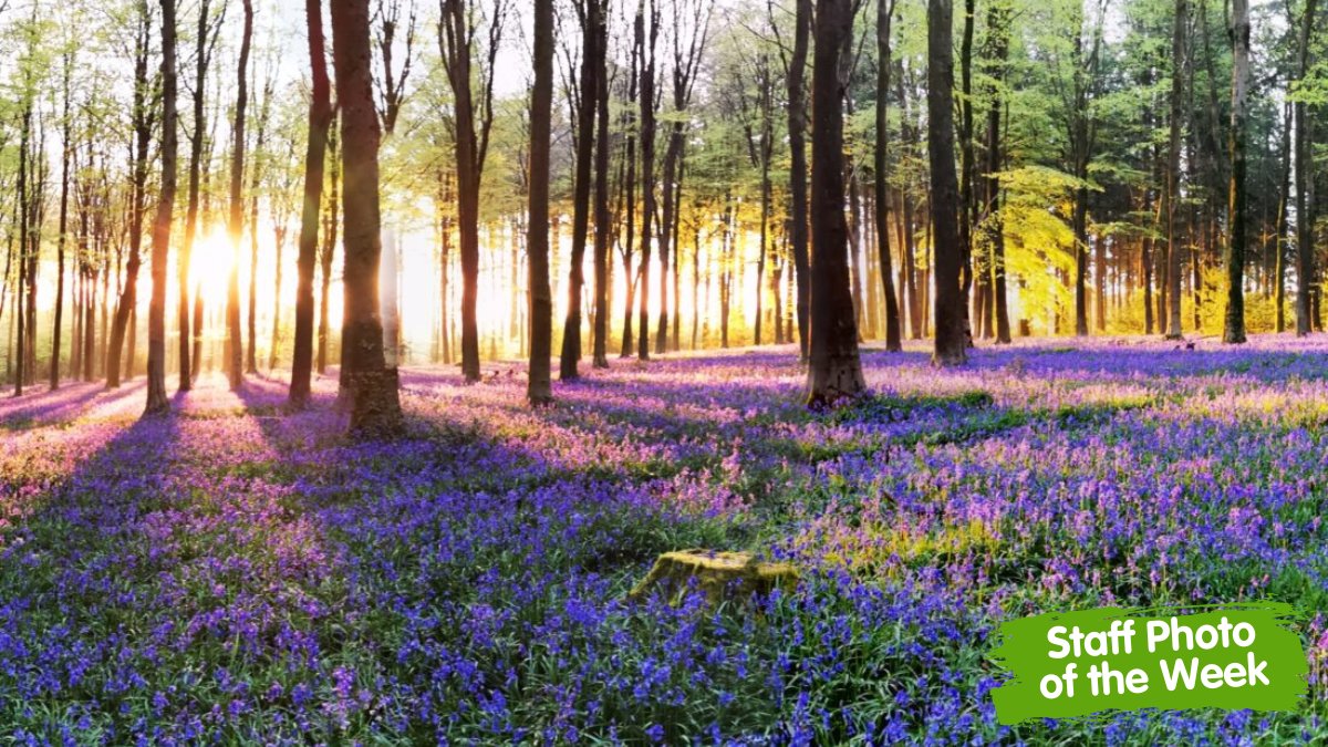 This beautiful photo of Chawton Park Woods in Hampshire shows the sunrise sending long shadows over the bluebells last spring. Thanks to David, Operations Admin Officer, for getting up early to capture the moment! #ForestryFriday
