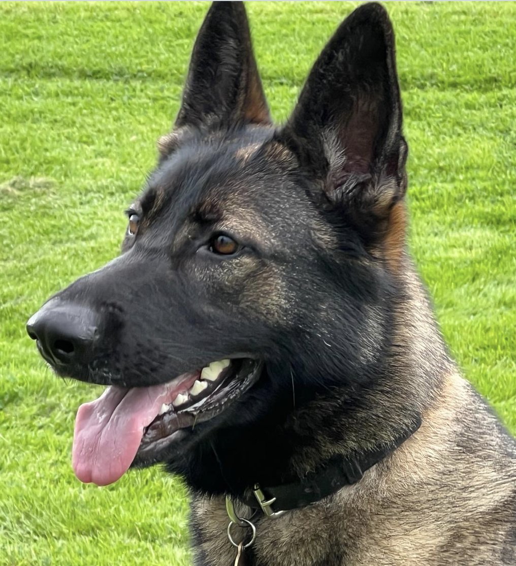 Who's a good dog? PD Wish is - the clever hound tracked down a suspect driver before he could get away from her two-legged colleagues! orlo.uk/ZLsEL