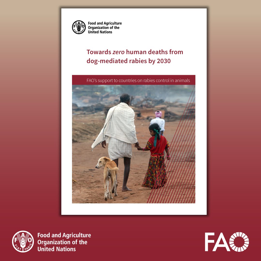 Ending rabies-related deaths by 2030.

This @FAO report illustrates the One Health approach aiding countries to combat rabies and achieve the 'zero by 30' vision.

Find out more 👉 ow.ly/E1Gf50RnZ4h 

#WorldVeterinaryDay #OneHealth #AnimalHealth #AnimalDiseases