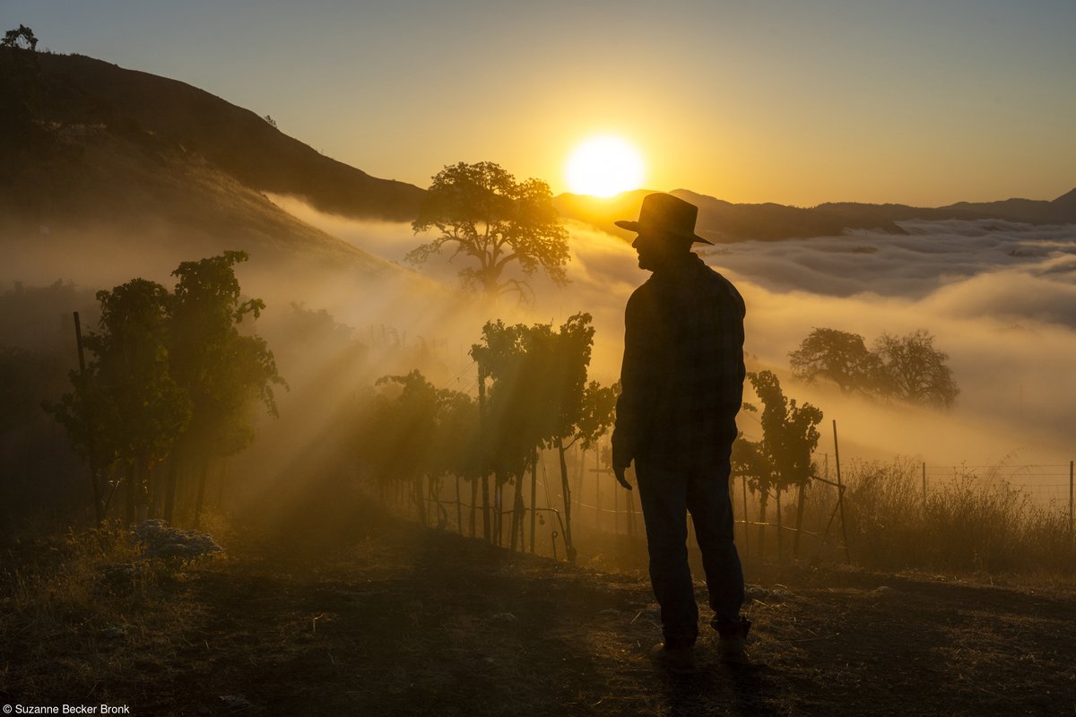 🍷 Suzanne Becker Bronk's photo captures a dramatic silhouette in sun rays & fog over a vineyard above the Alexander Valley, California. 📷 'Gabriel at Dawn' by Suzanne Becker Bronk, Errazuriz Wine Photographer of the Year (@errazurizwines) #winephotographer #winephotography