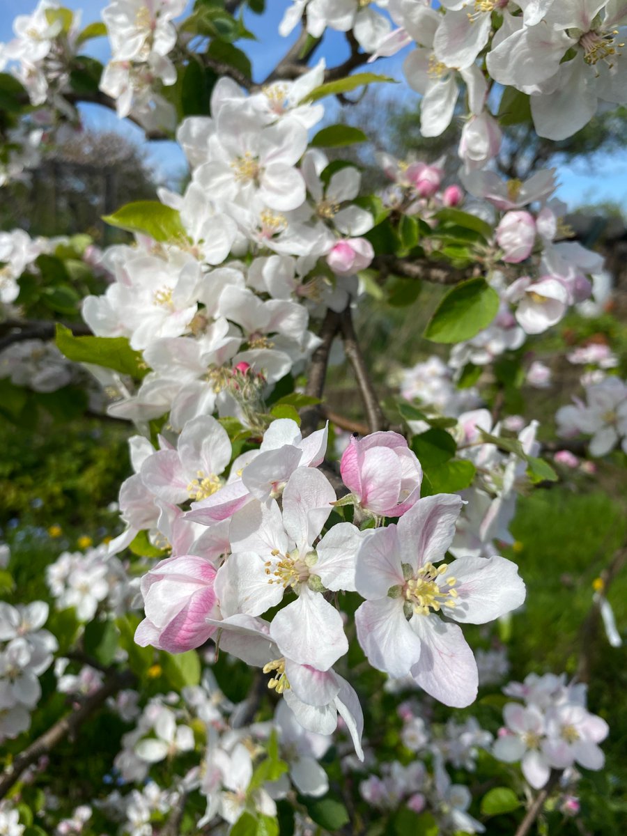 The last week of April sees the annual celebration of blossoming fruit trees such as damson, pear, cherry and apple. With orchards across the UK opeing their sites to the public for crafts and picnics. #orchardblossomday #orchardnetwork