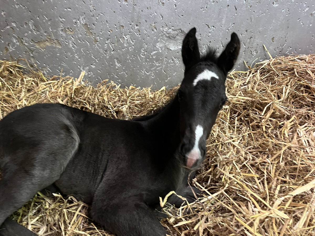 LADY MASCARA welcomed a lovely colt by Masar. This is especially good news, since a few months ago Lady Mascara underwent emergency colic surgery. We are so grateful for the outstanding care at Liphook equine hospital.