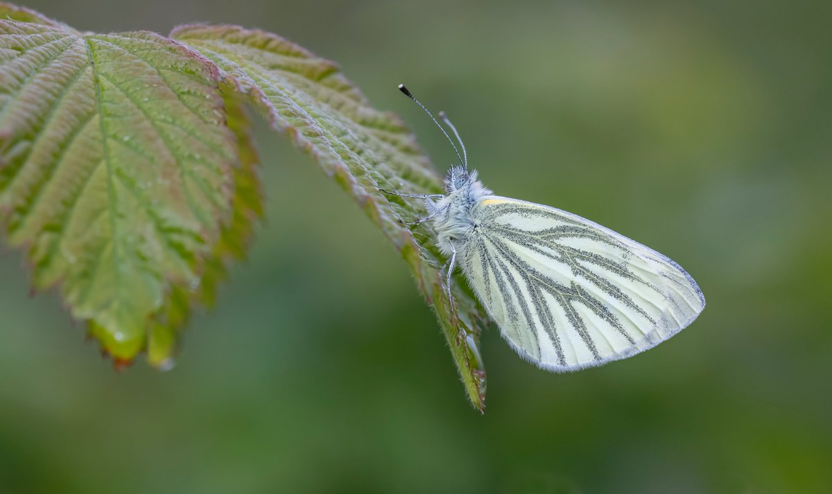 Having given up on the weather, it was a case of searching for roosting butterflies. Female OT and male GVW found eventually in Friston Forest. @savebutterflies @SussexWildlife @BCSussex