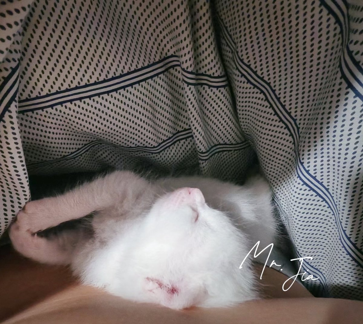 其实真的特别感谢你让我亲眼所见，爱真的也会让小猫长出血肉！

P1:其实我拍的原图比这个瑟瑟多了！被一个天天嘴上喊着她才不吃醋的小朋友截成这样的，那就这样吧～
P2:给大家表演一个“公主骂街”