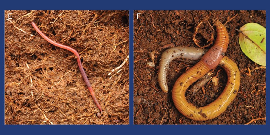 [#Zoosystema] 🪱 Earthworms (Oligochaeta, Clitellata) of the Mitaraka range (French Guiana): commented checklist with description of one genus and eighteen species new to science ⤵ ✒ @DecaensTet al. 🔗 zoosystema.com/46/9 #earthworms #NewSpecies #Oligochaeta