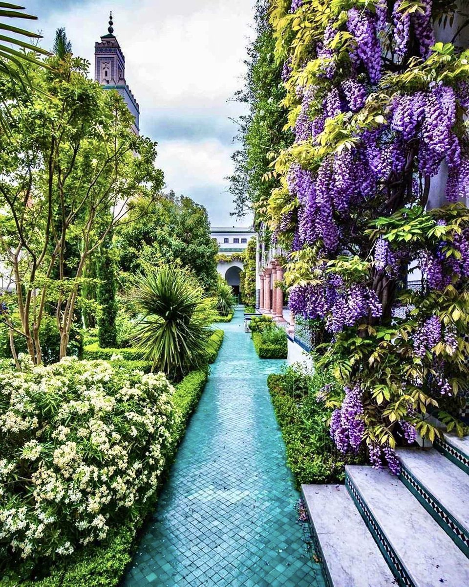 The Grande Mosquée de Paris was built as a tribute to the Muslim soldiers who fought for France in World War I. Within the mosque, there is a beautiful courtyard garden filled with various plants, including the enchanting wisteria which blooms every spring… A thread…
