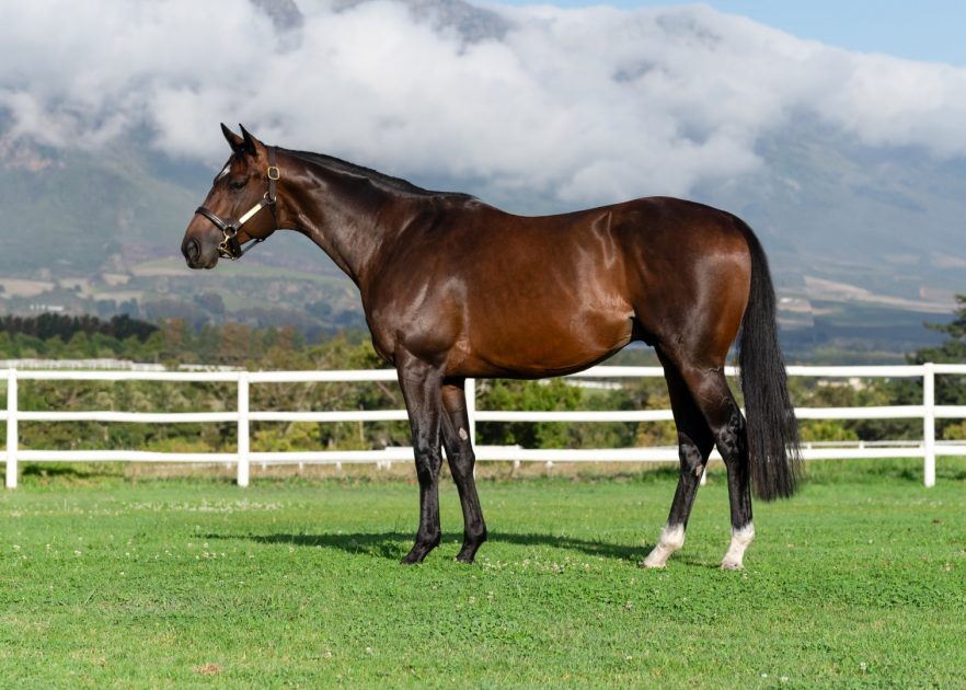 Drakenstein Stud to stand first son of Frankel in South Africa. tba.co.za/2024/04/26/159…