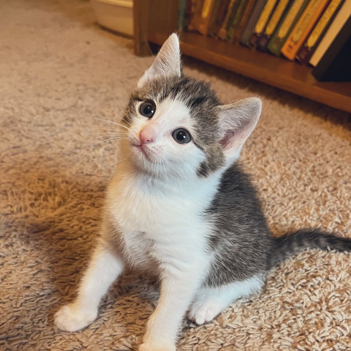 This is my “look-off-at-the-distance-wistfully” pose. #Butter #kittens #CatsOfTwitter