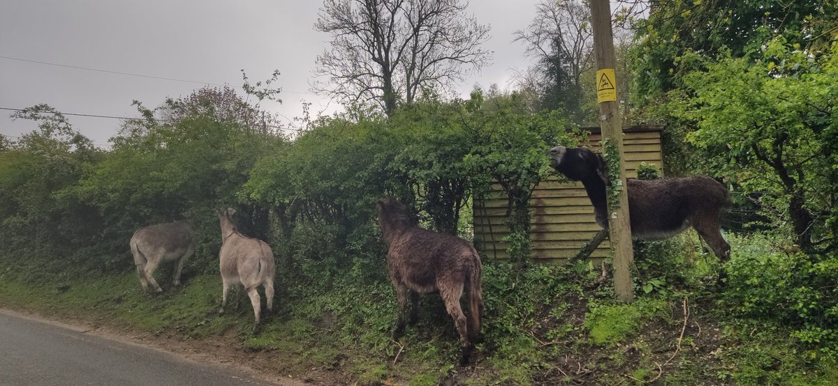Please drive carefully. Beaulieu hedge trimming team out today trimming the Hawthorn hedges. #Donkeys #ledbydonkeys