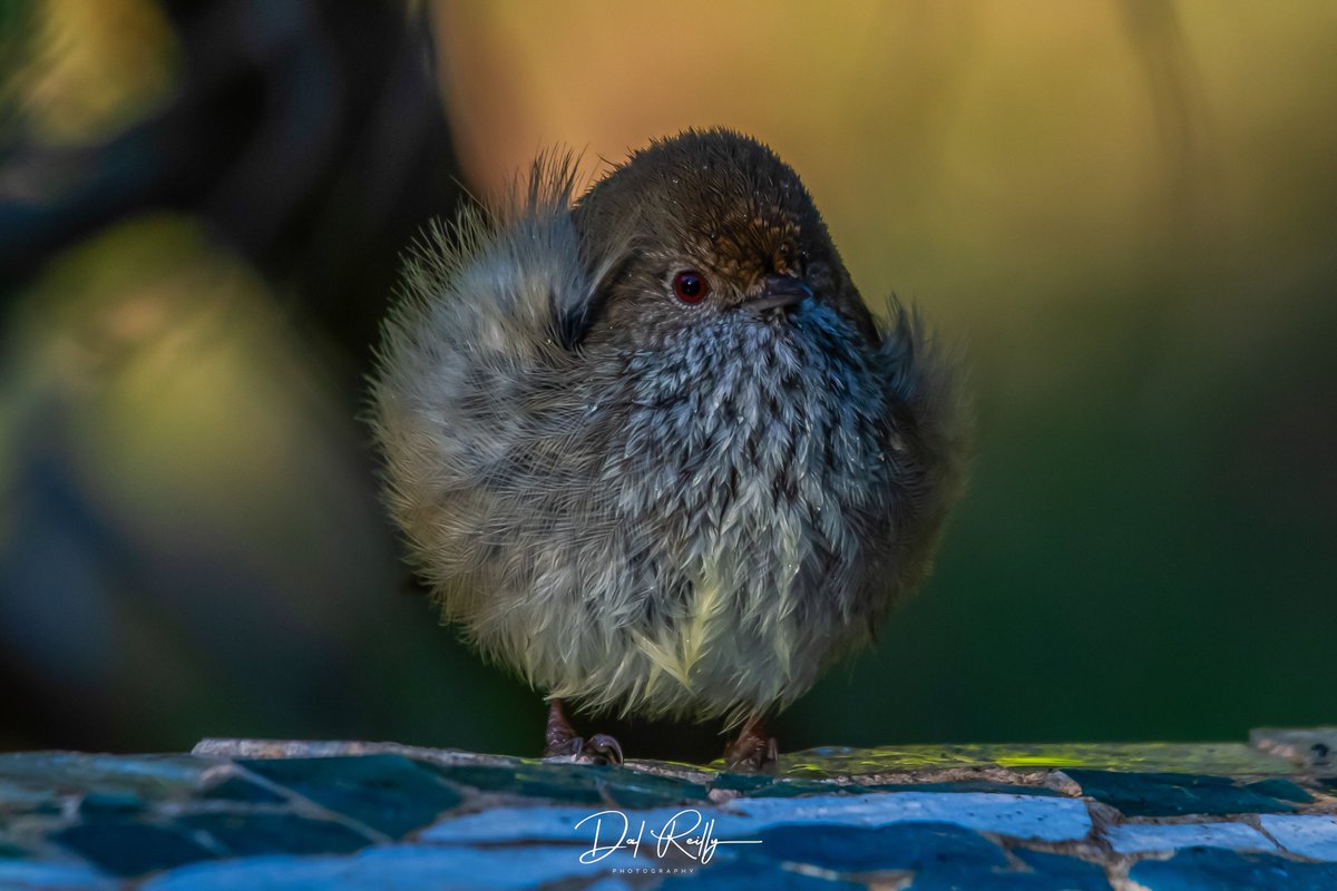 A very floofed Brown Thornbill after a bath.. #BirdlifeOz #birdsinbackyards #abcaustralia #abcmyphoto #abcinmelbourne #visitgippsland #MyNikonLife #BirdsSeenIn2023 #ausgeo #abcgippsland #Gippsland #birdphotography #birds #NikonCreators #nikonaustralia