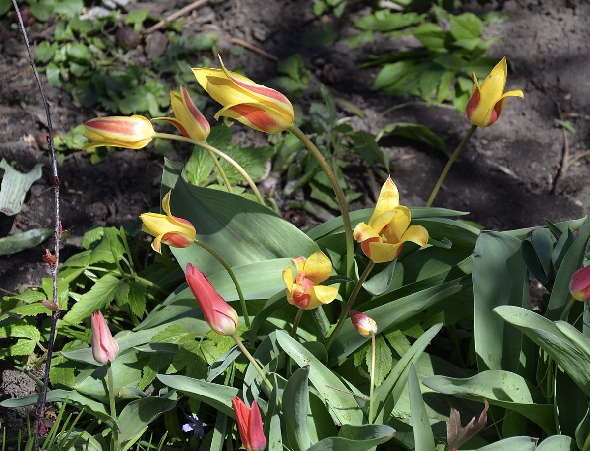 Early blooming tulips 🌷 in the Glebe yesterday. April is on average the windiest month, but wind will be generally light today. It’s -1° now. Look for a seasonal high near 15° with sunny skies. Low 1°. Clouding over Sat w/a 40% chance of a pm ☔️. High 18° #ottawa #ONwx #ottnews