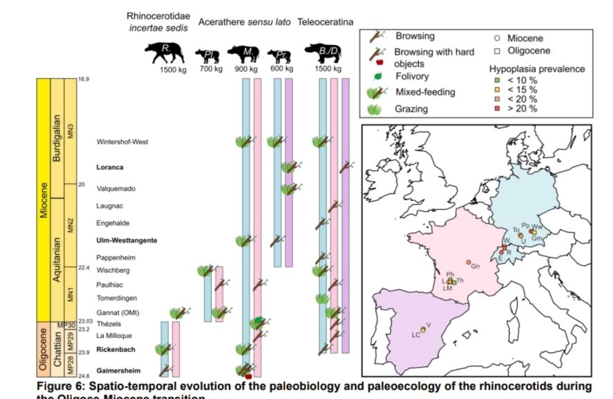 All rhinos studied were C3 feeders, whether browser or mix-feeders, but we noted a clear shit in their isotopic signal during the latest Oligocene consistent with the global changes of the time!