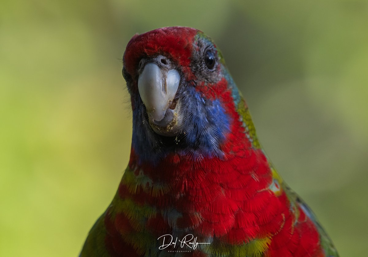 An immature Crimson Rosella.One of my favourites🙂👍 #BirdlifeOz #birdsinbackyards #abcaustralia #abcmyphoto #abcinmelbourne #visitgippsland #MyNikonLife  #BirdsSeenIn2023 #ausgeo #abcgippsland #Gippsland #birdphotography #birds #NikonCreators #nikonaustralia