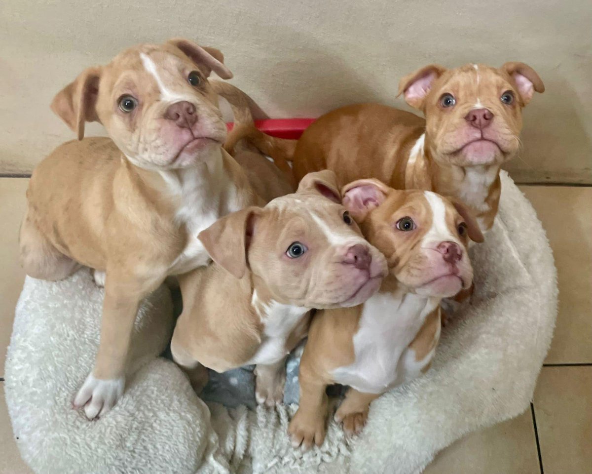 These puppies will be coming into our care soon and we are looking for 5 ⭐️ homes. They are 12 weeks old, bulldog mix. There’s 3 boys and 1 girl. They can be homed with kids aged 5+ as they’re going to grow big. They are young enough to be homed with cats. They will need