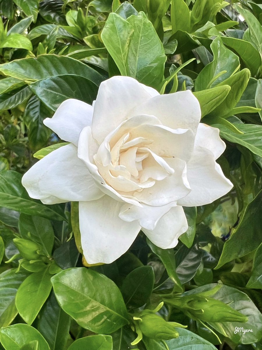 It’s #flowerfriday and this is a Cape Jasmine which is a flower of hope. I hope everyone has a fantastic day.