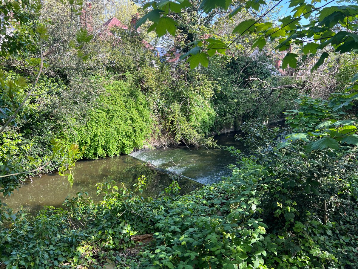 #virtualtour of the Crane Valley: River Crane near Twickenham station @LBRUT, April 2024
@FriendsRivCrane @habsandheritage @twickerati @Ramblers_London @EnvAgencySE @CPRELondon