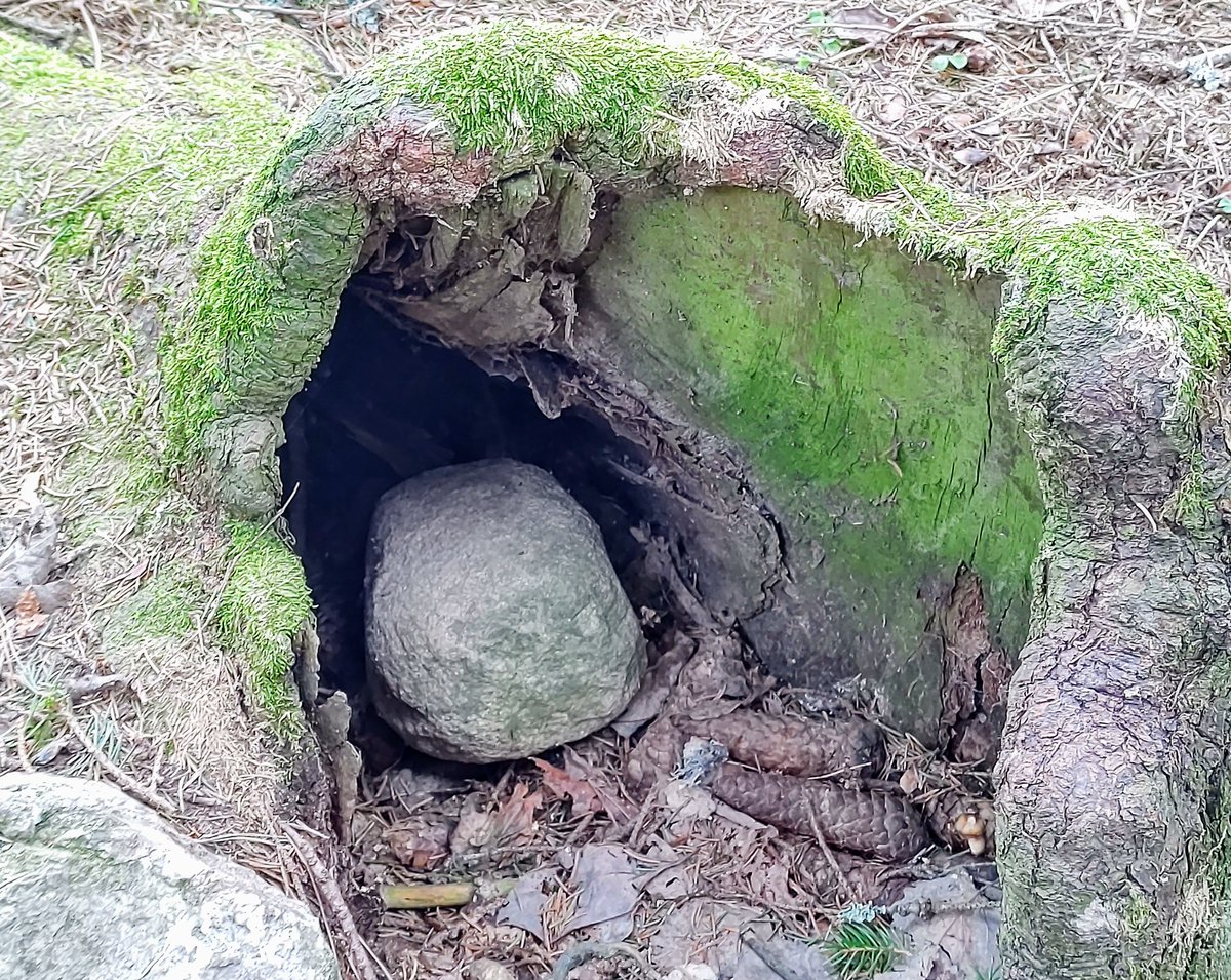 Some rocks are actually pretty shy and retreat to their wooden cave when approached...