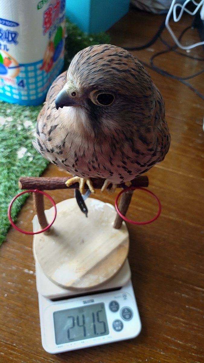 karura_kestrel tweet picture