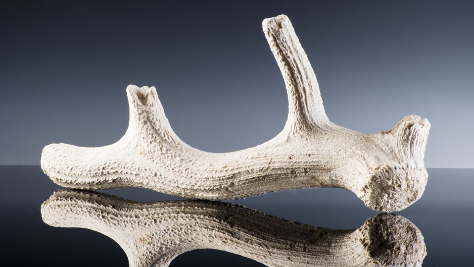 500 years before the stones were raised, antler picks were used to create the banks and ditch at Stonehenge. This pick was carefully laid at the bottom of the ditch when the earthwork was finished. See it on display in our exhibition. On loan from @salisburymuseum