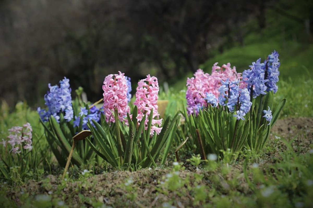 Today is the V European Day of Historic Gardens (#EDHG)! The #ERHG is deeply proud to celebrate this day alongside the most impressive, magical and beautiful gardens in Europe. Discover the V EDHG Activities Program here: shorturl.at/mP059