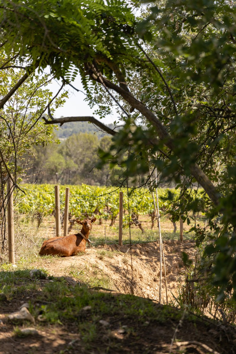 [BIODINÁMICA]

En #RaventósiBlanc generamos nuestro propio #compost, los animales comen y nutren nuestros viñedos, cerrando el círculo🐑

El compost, clave en nuestro #OrganismoGranja, crea un #vino auténtico, nacido de cepas alimentadas por la tierra que ellas mismas enriquecen