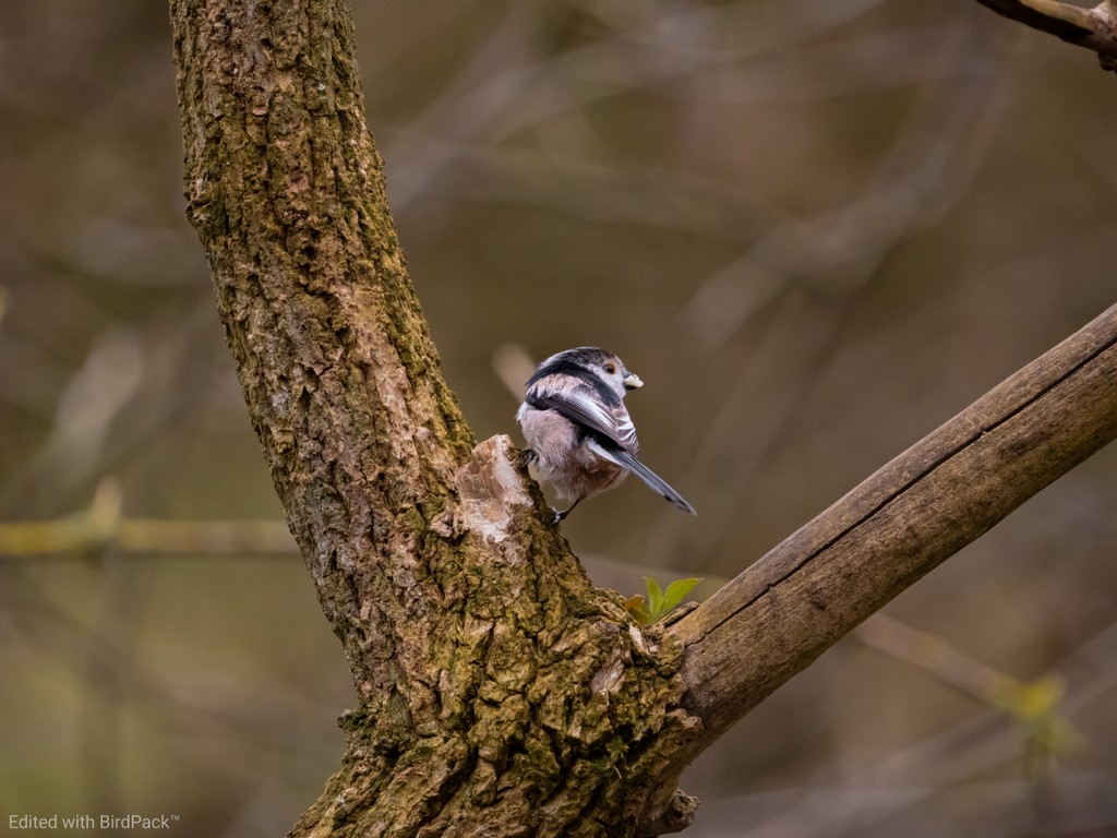 Definitely in our top 3 birds, the Long Tailed Tit portrays so much character within a bundle of fluff. 

Edited with BirdPack Lightroom Preset.

#ukbirds #rspb_love_nature #britishbirds #rspb #britishwildlife #birdphotography #ukwildlife #hellobirdspot #birdspot