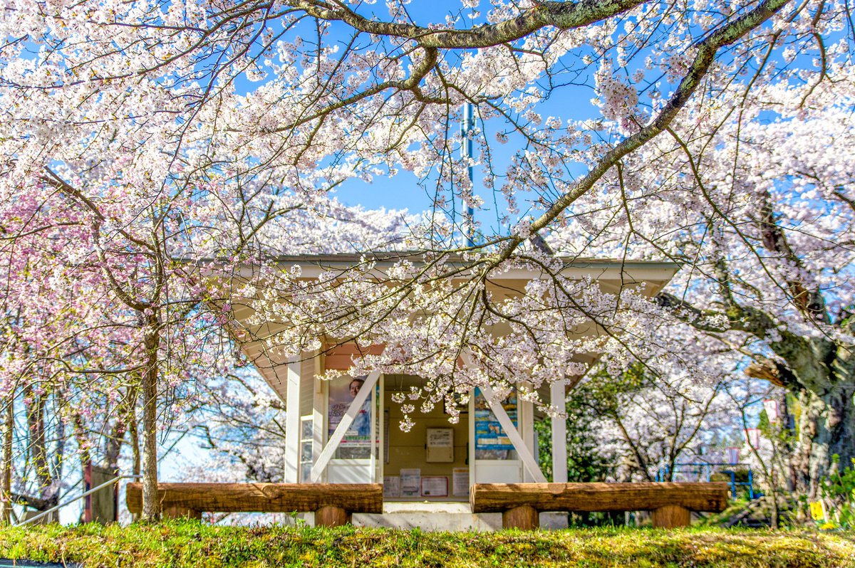 『能登鹿島駅』

能登さくら駅の愛称で呼ばれ、構内を桜が覆うように咲く駅でした。

今夜は冷たいおろし蕎麦とちくわ天で。

今日も一日お疲れ様。

#ファインダー越しの私の世界 #写真好きな人と繋がりたい #PENTAX