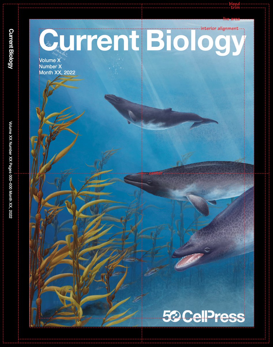 Happy #FossilFriday! This is one of the cover suggestions that I provided. Pity that this was not chosen by the editors. Still so happy to publish our humble whale - the oldest mysticete in the Northern Hemisphere - in Current Biology: cell.com/current-biolog…