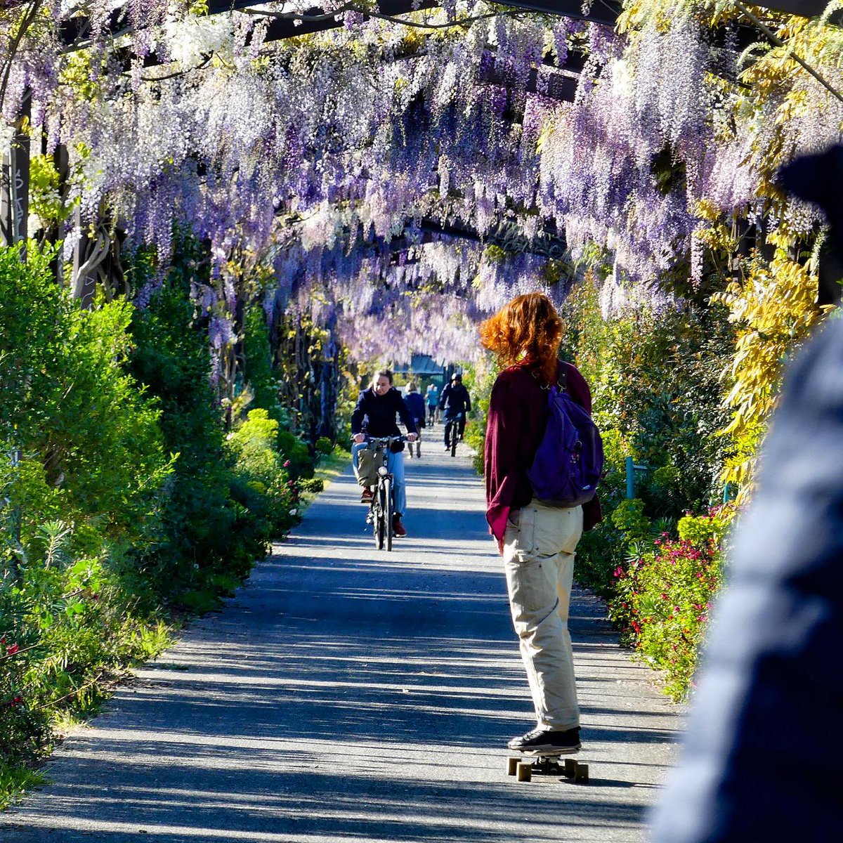 Le printemps à #Bordeaux 🌸 Avez-vous déjà fait un tour au parc aux Angéliques à cette saison ? Toutes les glycines sont en fleurs, c'est magnifique 🥰 📸 babchoup - Instagram #printemps