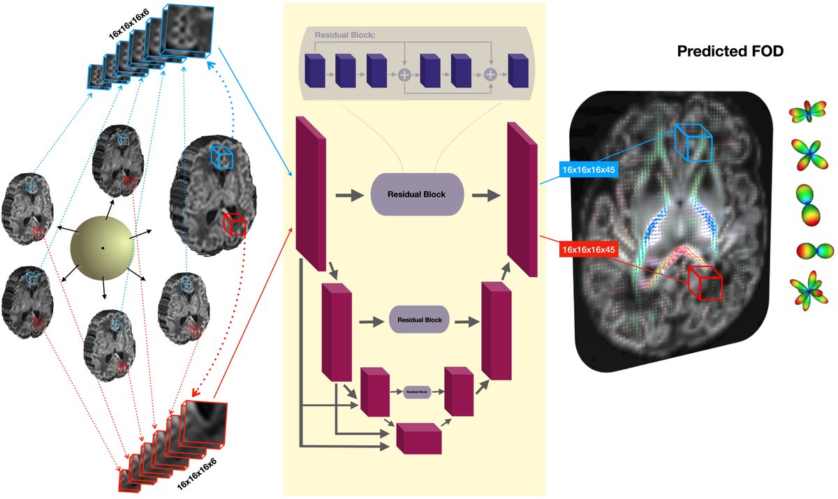 Delighted that my last PhD work «Deep learning microstructure estimation of developing brains from diffusion MRI: a newborn & fetal study» is accepted in Medical Image Analysis 🎉

Paper: sciencedirect.com/science/articl…

Code: github.com/Medical-Image-…

Data: developingconnectome.org/data-release/t…

(1/9)