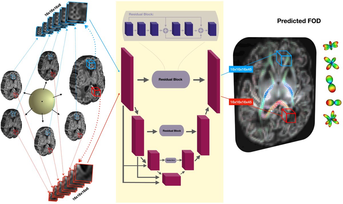 Hamza Kebiri (@hamzakebiri) on Twitter photo Delighted that my last PhD work «Deep learning microstructure estimation of developing brains from diffusion MRI: a newborn & fetal study» is accepted in Medical Image Analysis 🎉
Paper: sciencedirect.com/science/articl…
Code: github.com/Medical-Image-…
Data: developingconnectome.org/data-release/t…
(1/9) Delighted that my last PhD work «Deep learning microstructure estimation of developing brains from diffusion MRI: a newborn & fetal study» is accepted in Medical Image Analysis 🎉
Paper: sciencedirect.com/science/articl…
Code: github.com/Medical-Image-…
Data: developingconnectome.org/data-release/t…
(1/9)