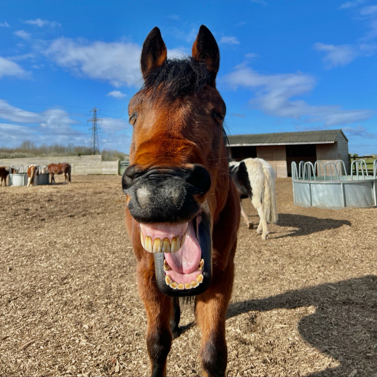 Don't worry Floyd, it's nearly the weekend! #Lincoln #Cuteanimals #rescuehorses