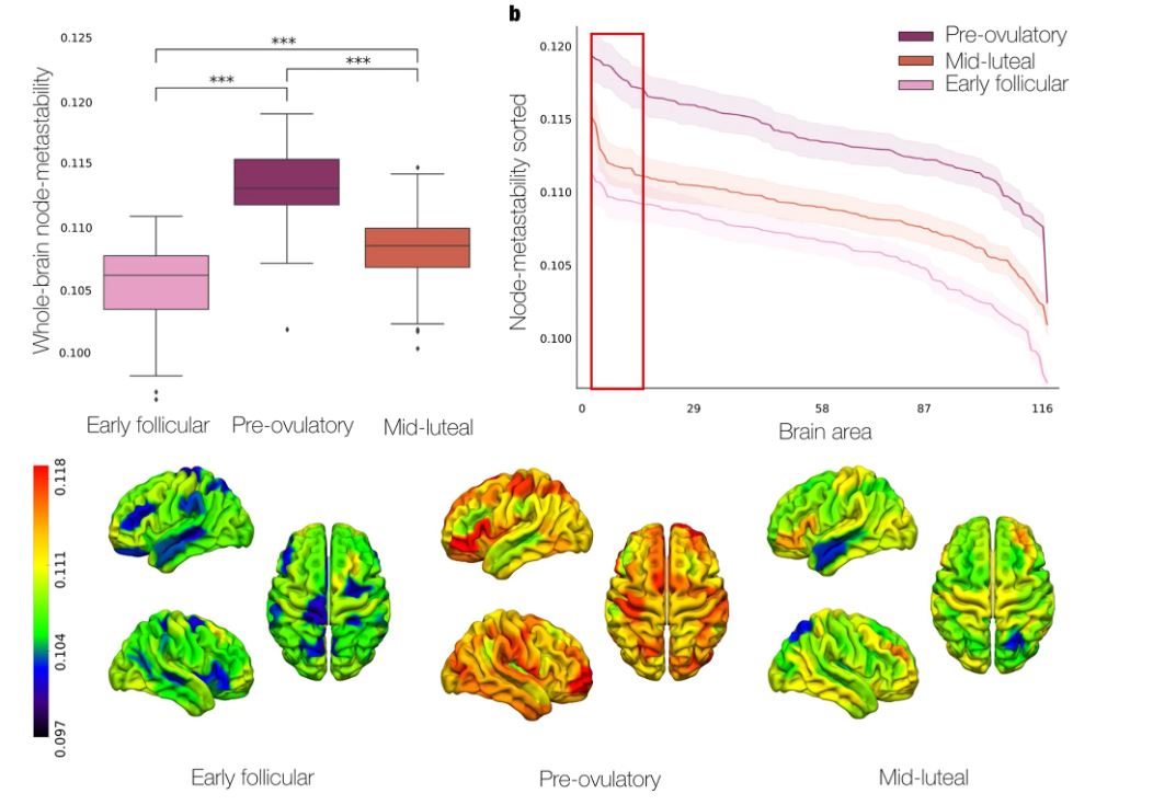 🧠 L'activitat cerebral de les dones varia durant el cicle menstrual pels canvis dels nivells hormonals. 🔖 Estudi coliderat per @AniraEscrichs, #alumniUPF i investigadora del @cbcUPF (@enginyeria_upf), i la Universitat Paris-Lodron de Salzburg @PLUS_1622. 👉…